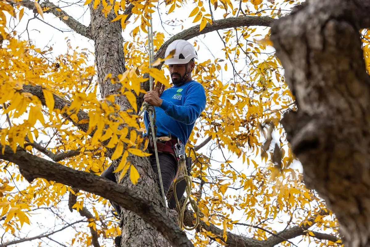Skilled Tree Planting crew working in Island Park