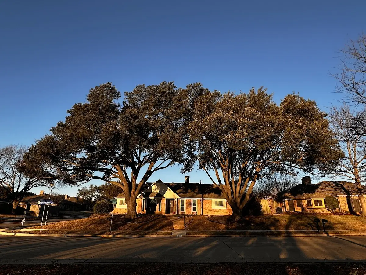 Established residential canopy tree shading a home in Island Park